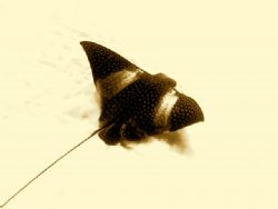 Spotted Eagle ray coming out of the sand. Cozumel - Nikon... by James Ridgway 